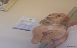 Cocker Spaniel dogs for sale: Health tested working cocker spaniels  - Image 12