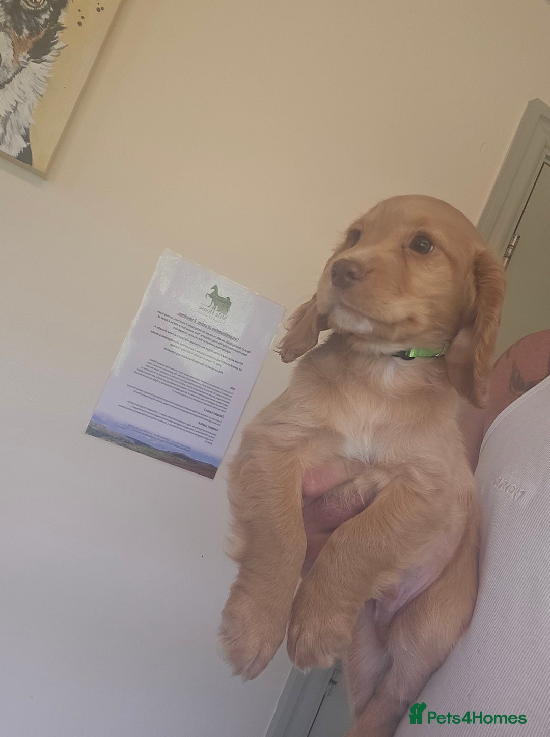 Cocker Spaniel dogs for sale: Health tested working cocker spaniels  - Image 12
