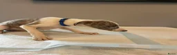 Whippet dogs for sale: Whippets  - Advert 30