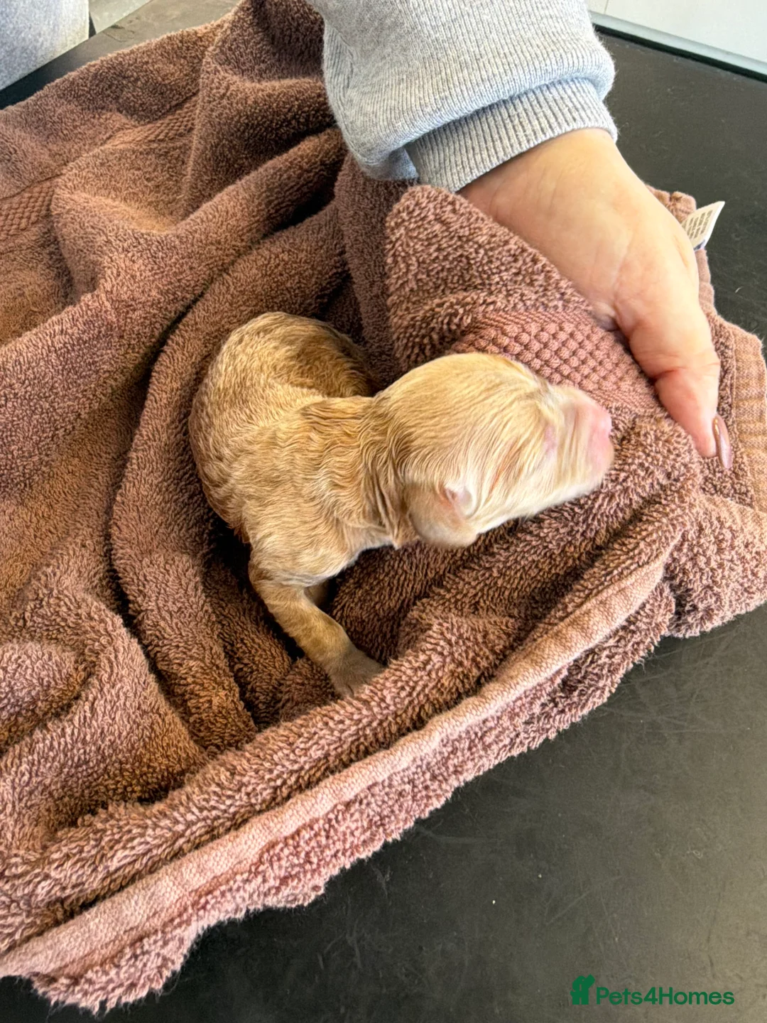 Labradoodle dogs for sale: All red Labradoodles forsale  in Scunthorpe - Advert 2