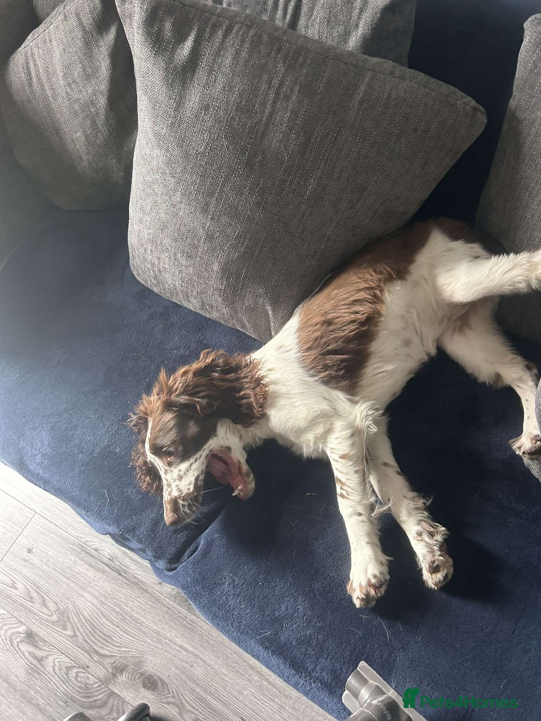 English Springer Spaniel dogs for sale: English springer spaniel  - Image 3