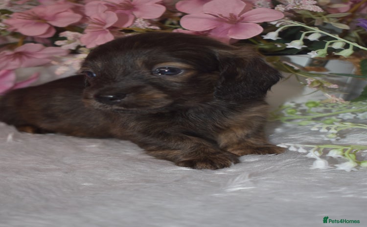 Miniature Dachshund dogs - Advert 11