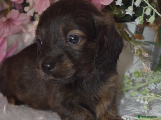 Miniature Dachshund dogs KC Long Coat Miniature Dachshund Puppies - Advert 7