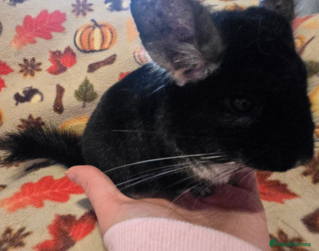 Chinchilla rodents for sale: Captain Jack Sparrow  - Image 7