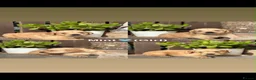 Golden Retriever dogs for sale: Golden Retriever Puppies Pedigree - Advert 11