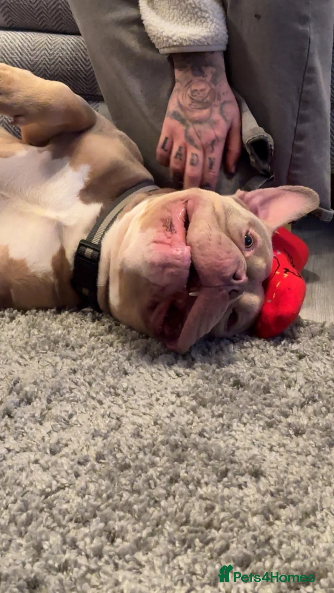 American Bully dogs for sale: American Pocket Bully - Advert 10