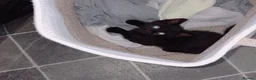 Mixed Breed cats for sale: Kitten  in Liverpool - Advert 3