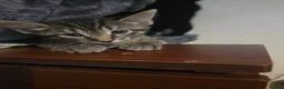 Mixed Breed cats for sale: 3 stunning boy kittens  - Advert 15