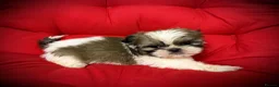 Shih Tzu dogs for sale: PURE TINY SHIH TZU PUPPIES😍 - Advert 8