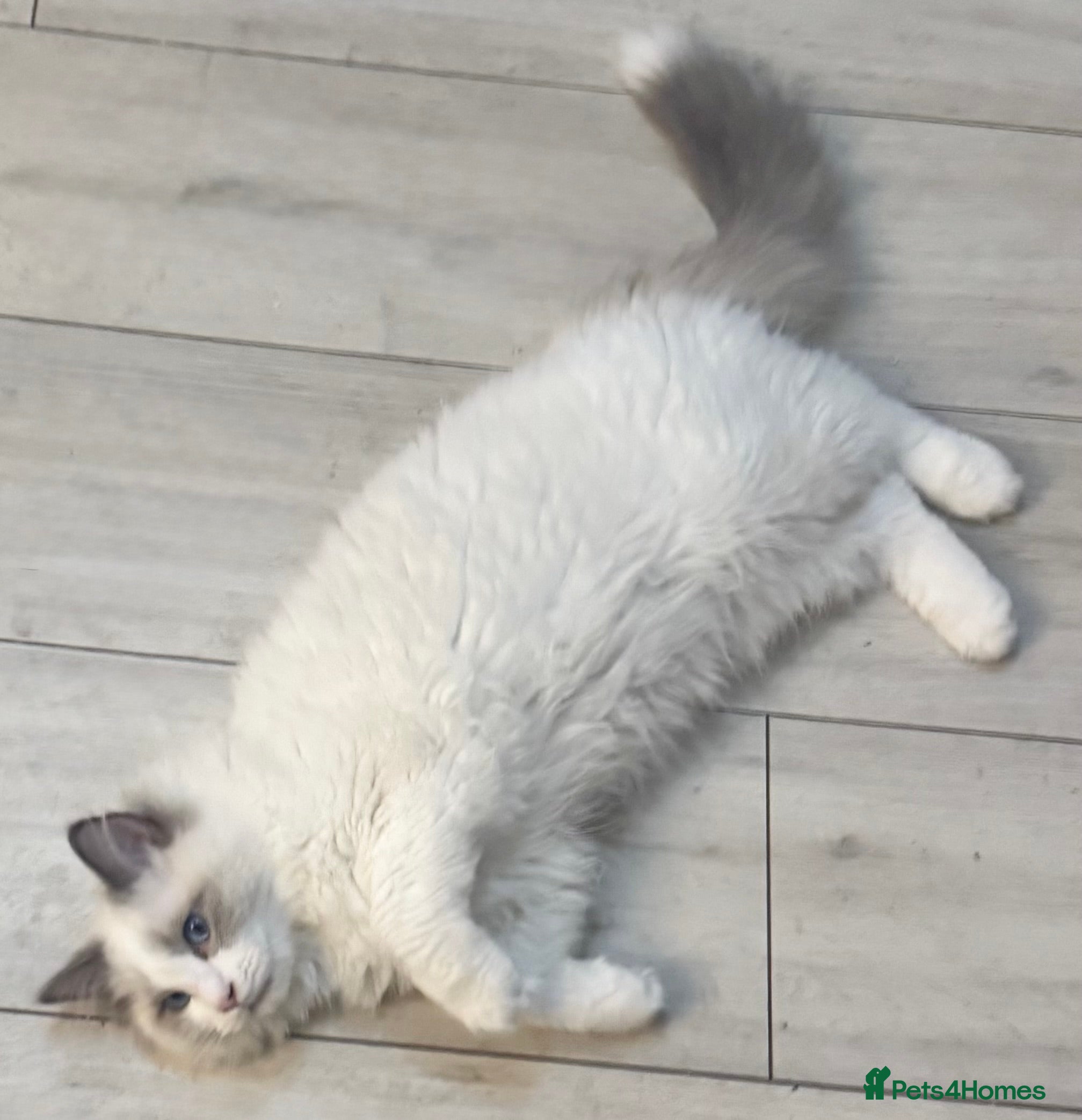 Ragdoll cats Beautiful Blue Bi Colour Ragdoll kitten - Advert 1