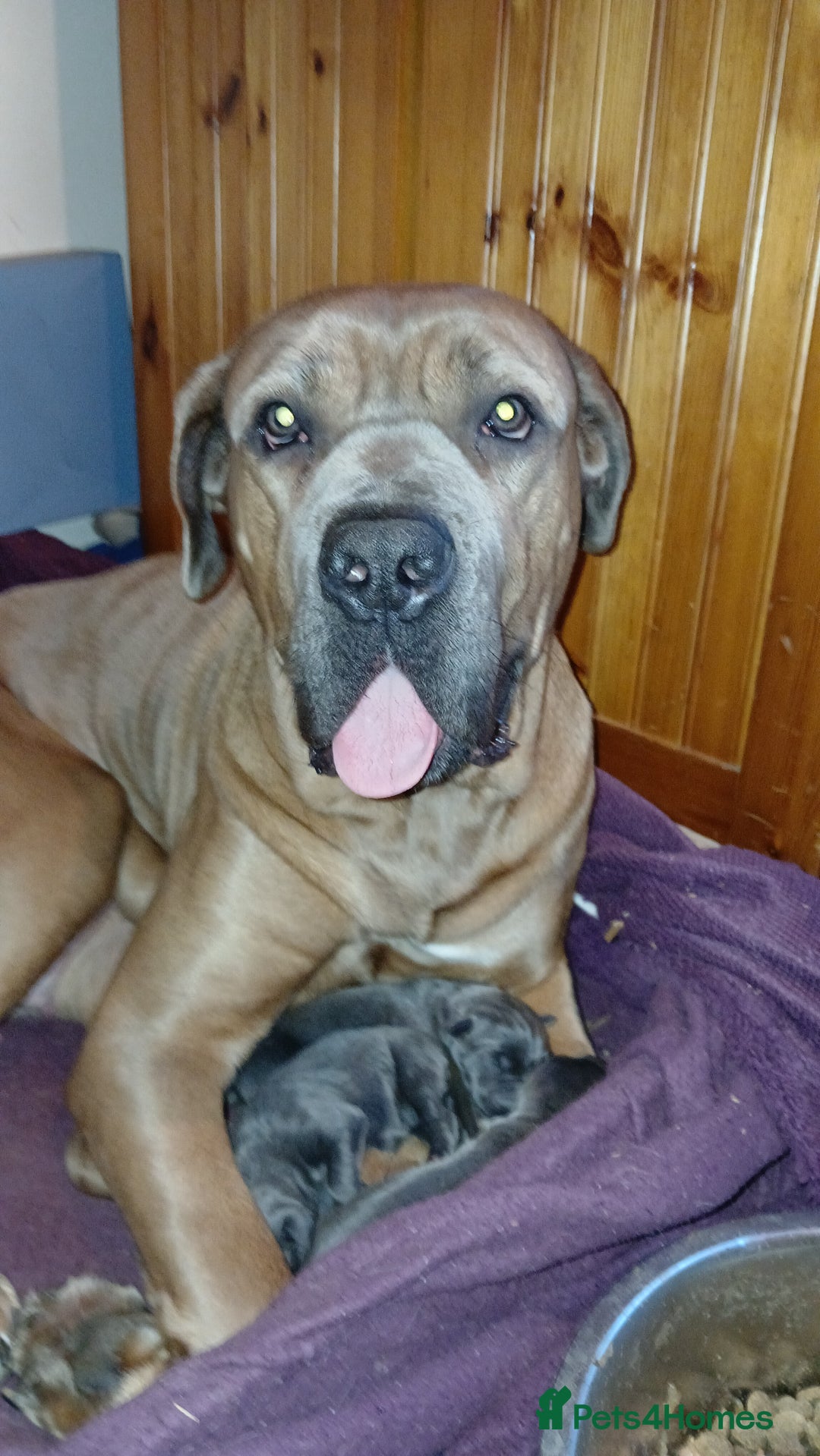 Cane Corso dogs for sale: Pure bred blue cane corso puppies for sale  - Advert 7