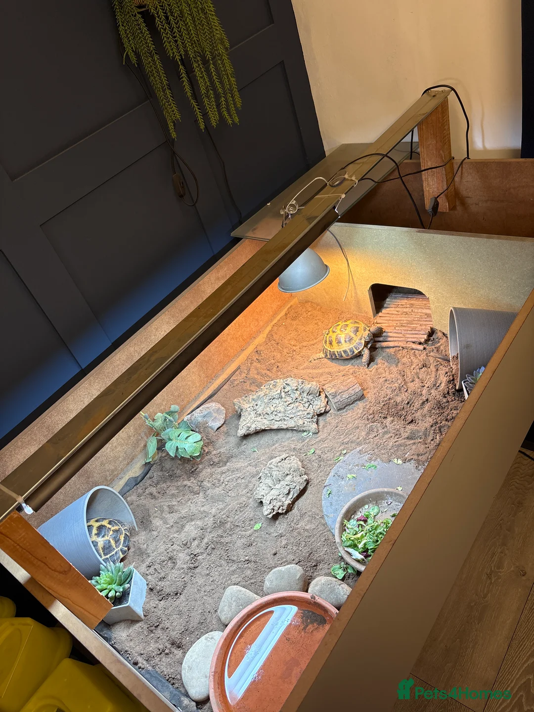 Tortoise reptiles for sale: 2 x Female Horsefield Tortoises - Advert 3