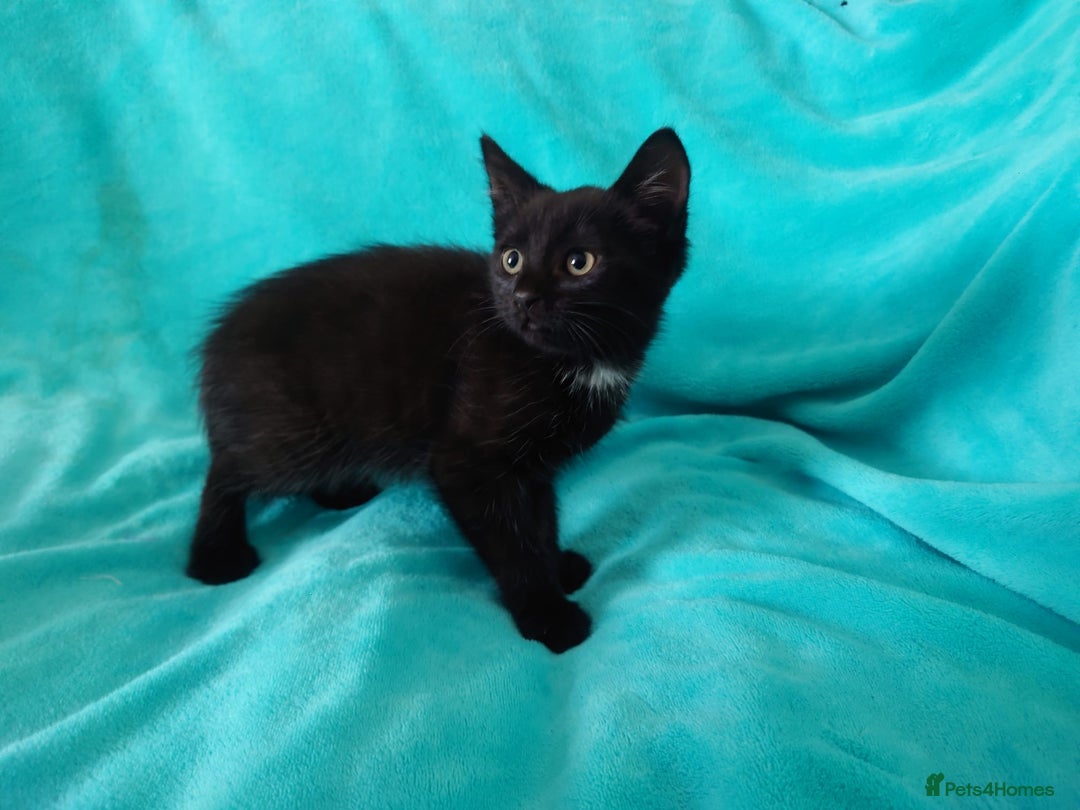 European cats for sale: Kittens for sale - Image 5