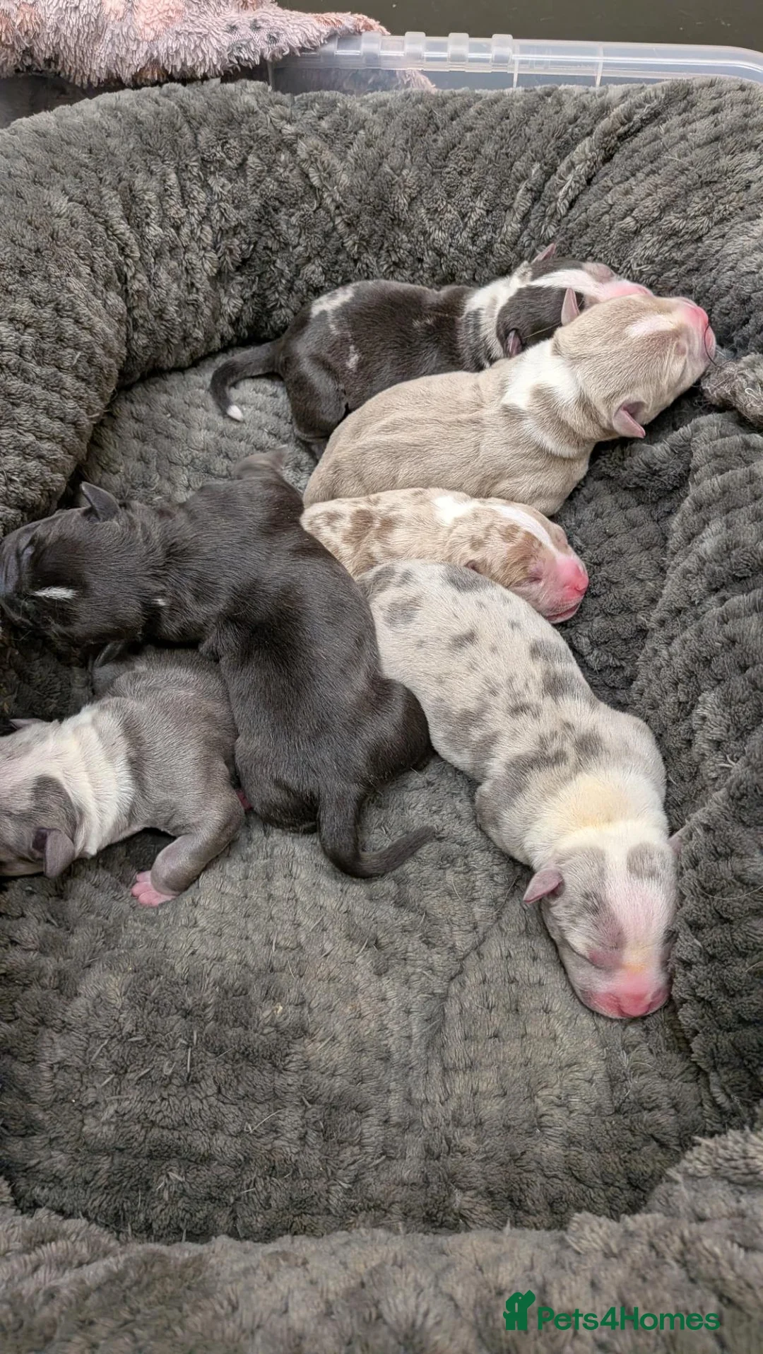 American Bully dogs for sale: Incredible Pocket Bully pups - Advert 31
