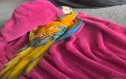 Macaws birds for sale: Hand reared blue & gold Macaw Chick - Image 39