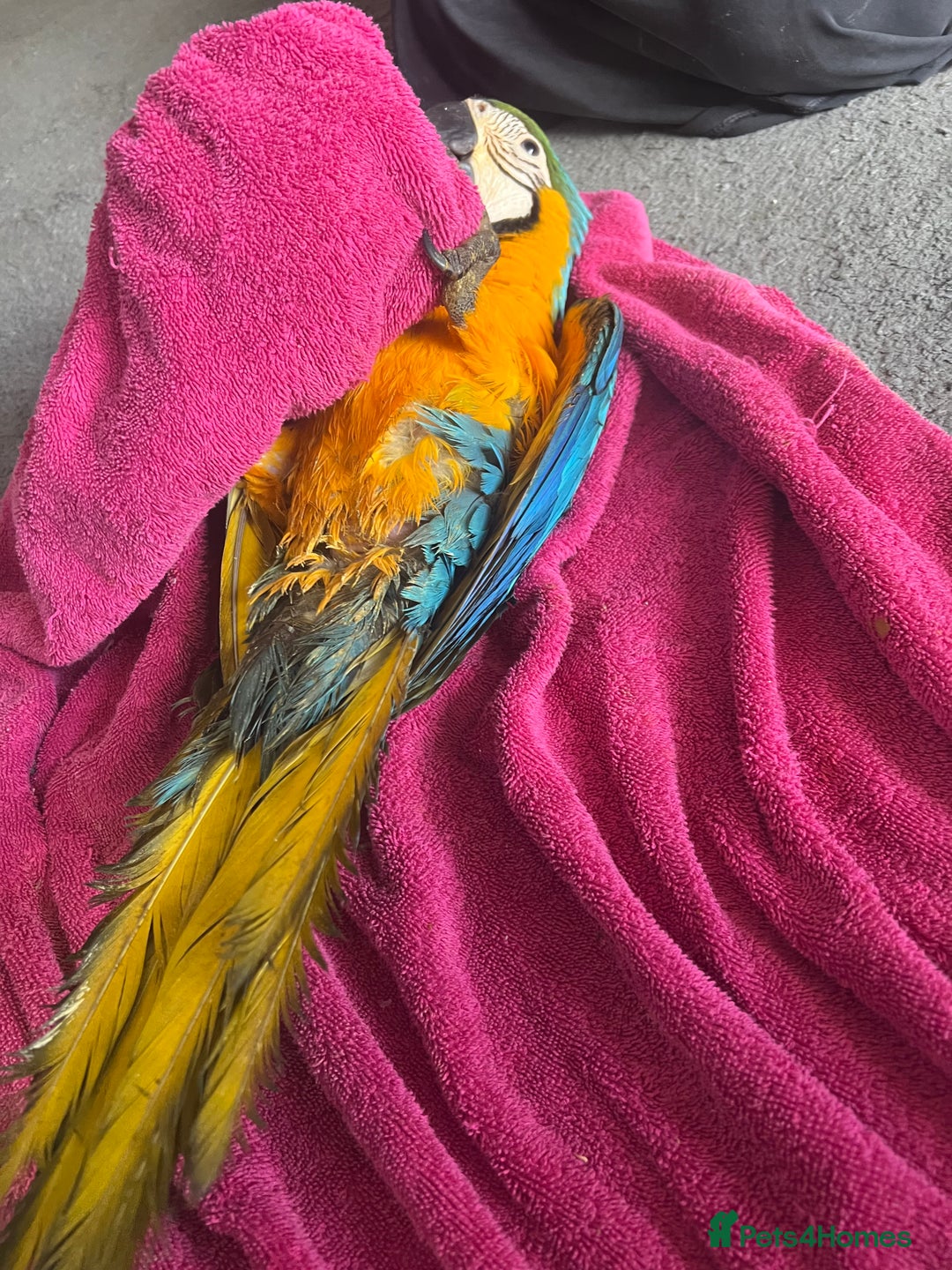 Macaws birds for sale: Hand reared blue & gold Macaw Chick - Image 39