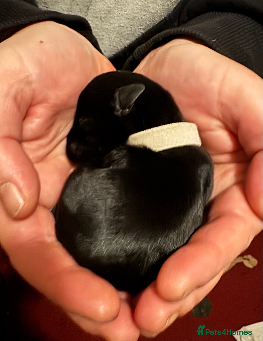 Miniature Schnauzer dogs for sale: KC black miniature schnauzer puppies - Advert 2