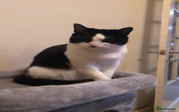 British Shorthair cats for sale: Roxxy - with a double X  - Image 2