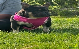 American Bully dogs for sale: American exotic bully - Image 3