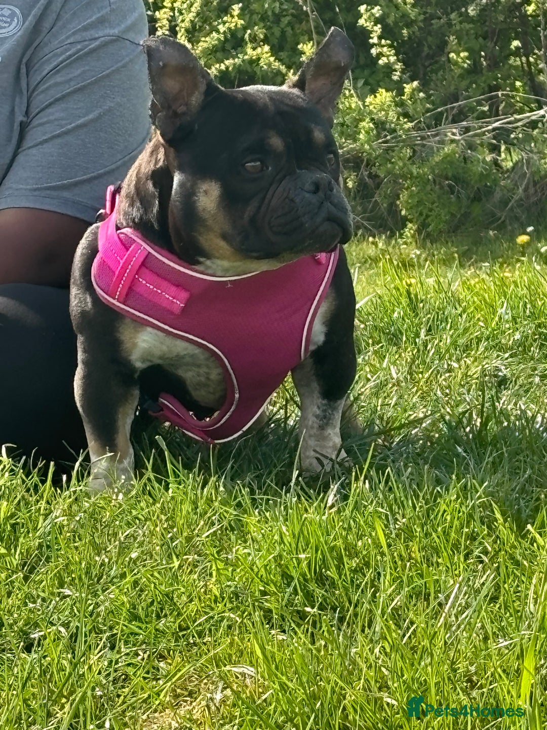 American Bully dogs for sale: American exotic bully - Image 3