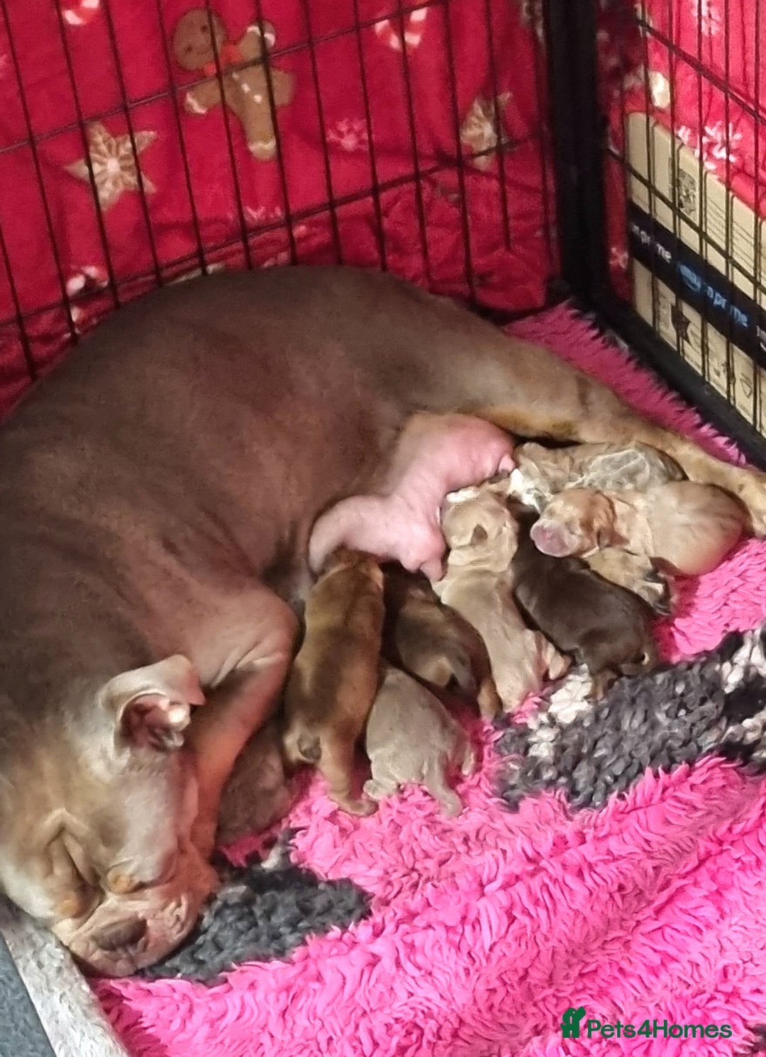 Olde English Bulldogge dogs for sale: Genetic Clear, Hip & Elbow Graded Breeding - Image 9