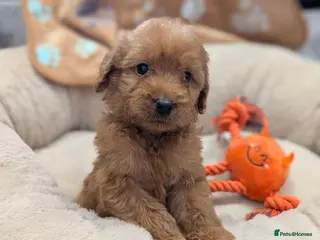Labradoodle dogs F1 Labradoodles, extensively health tested! - Advert 5
