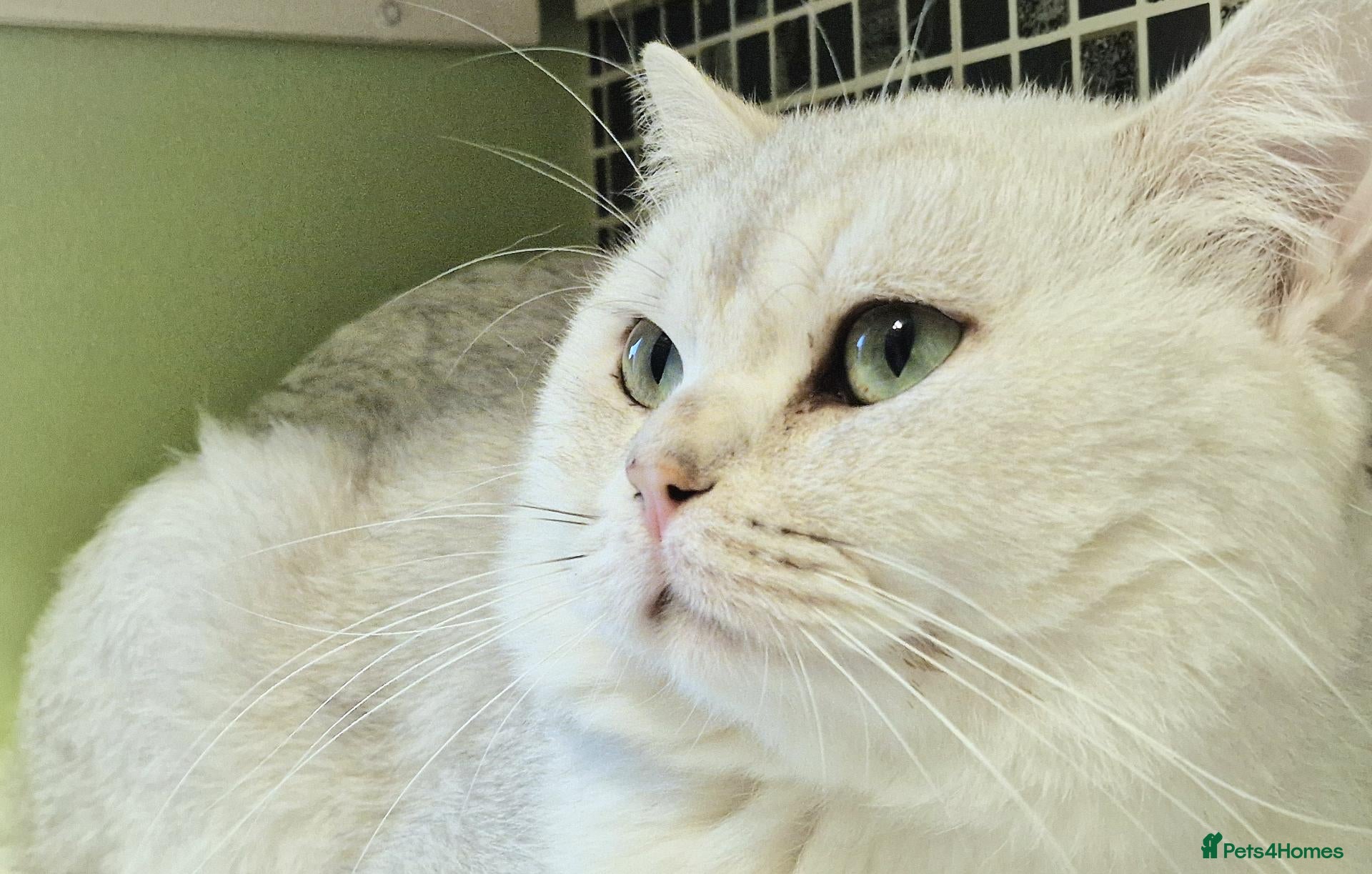 British Shorthair cats Silver shaded stud  - Advert 2