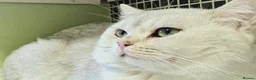 British Shorthair cats for stud: Silver shaded stud  - Advert 2