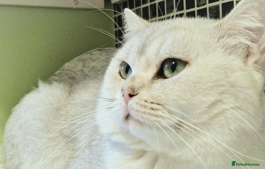 British Shorthair cats for stud: Silver shaded stud  - Advert 2