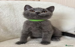 British Shorthair cats for sale: One Beautiful British short hair kitten available  - Image 1