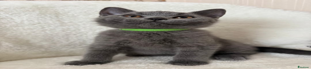 British Shorthair Kitten 💚