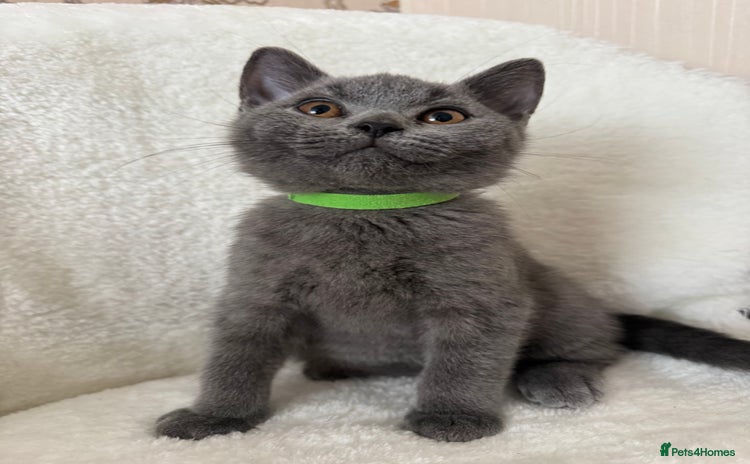 British Shorthair cats - Advert 2