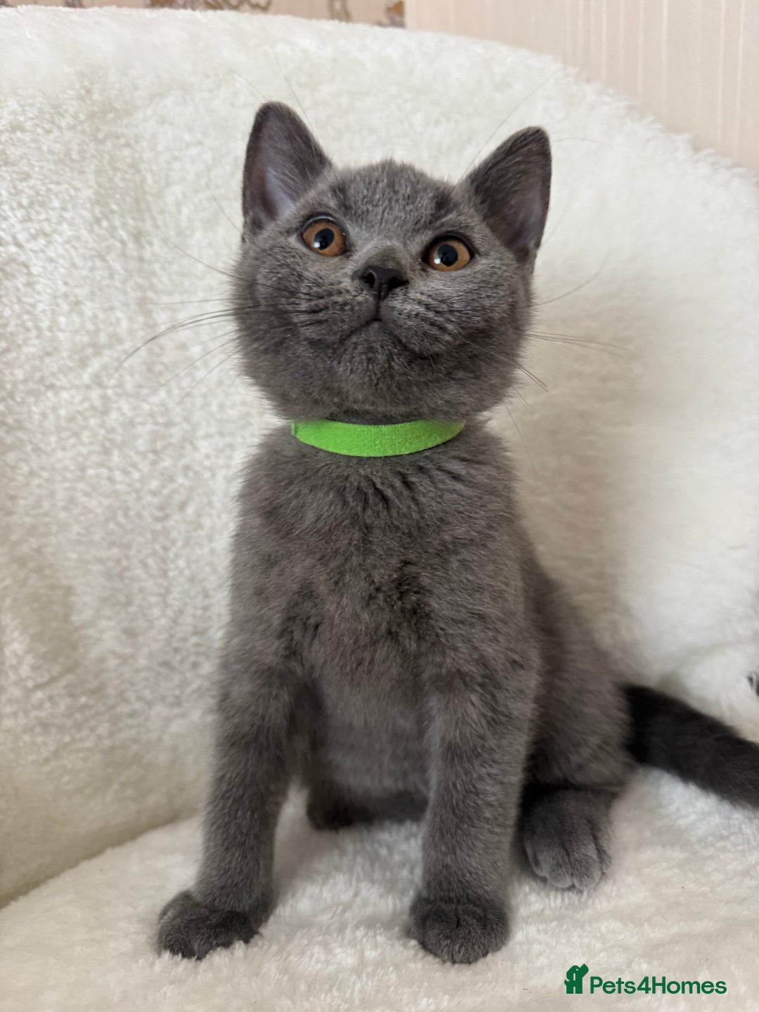 British Shorthair cats for sale: One Beautiful British short hair kitten available  - Image 1