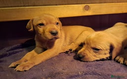 Mixed Breed dogs for sale: Vizla Labrador Puppies - Image 4