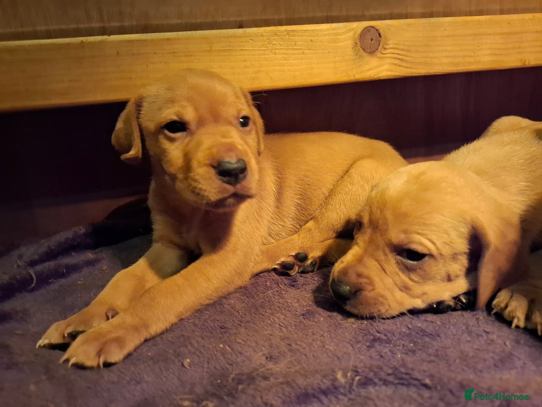 Mixed Breed dogs for sale: Vizla Labrador Puppies - Image 4
