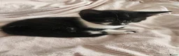 Mixed Breed cats for sale: 2 new born kittens in Enfield - Advert 6