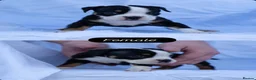 English Bulldog dogs for sale: English bulldogs PUPPIES NEBBR REGISTERED - Advert 4