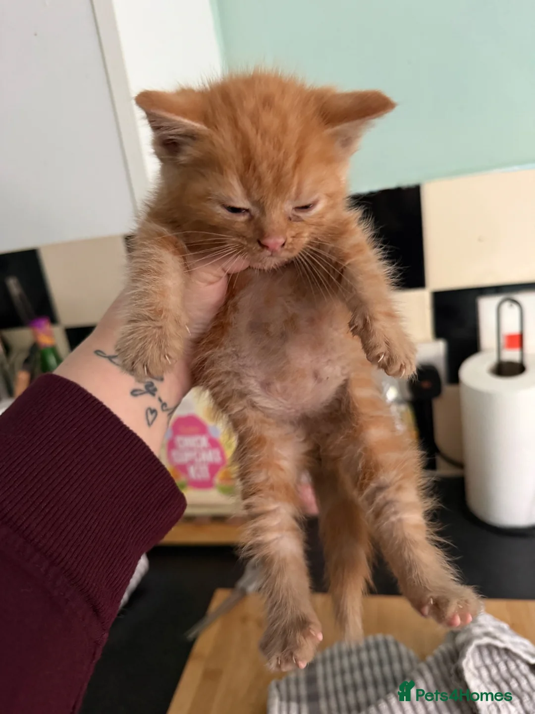 Mixed Breed cats for sale: Kittens ready for their forever homes  - Advert 8