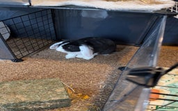 Rex rabbits for sale: 9 week old male rabbit  - Image 1