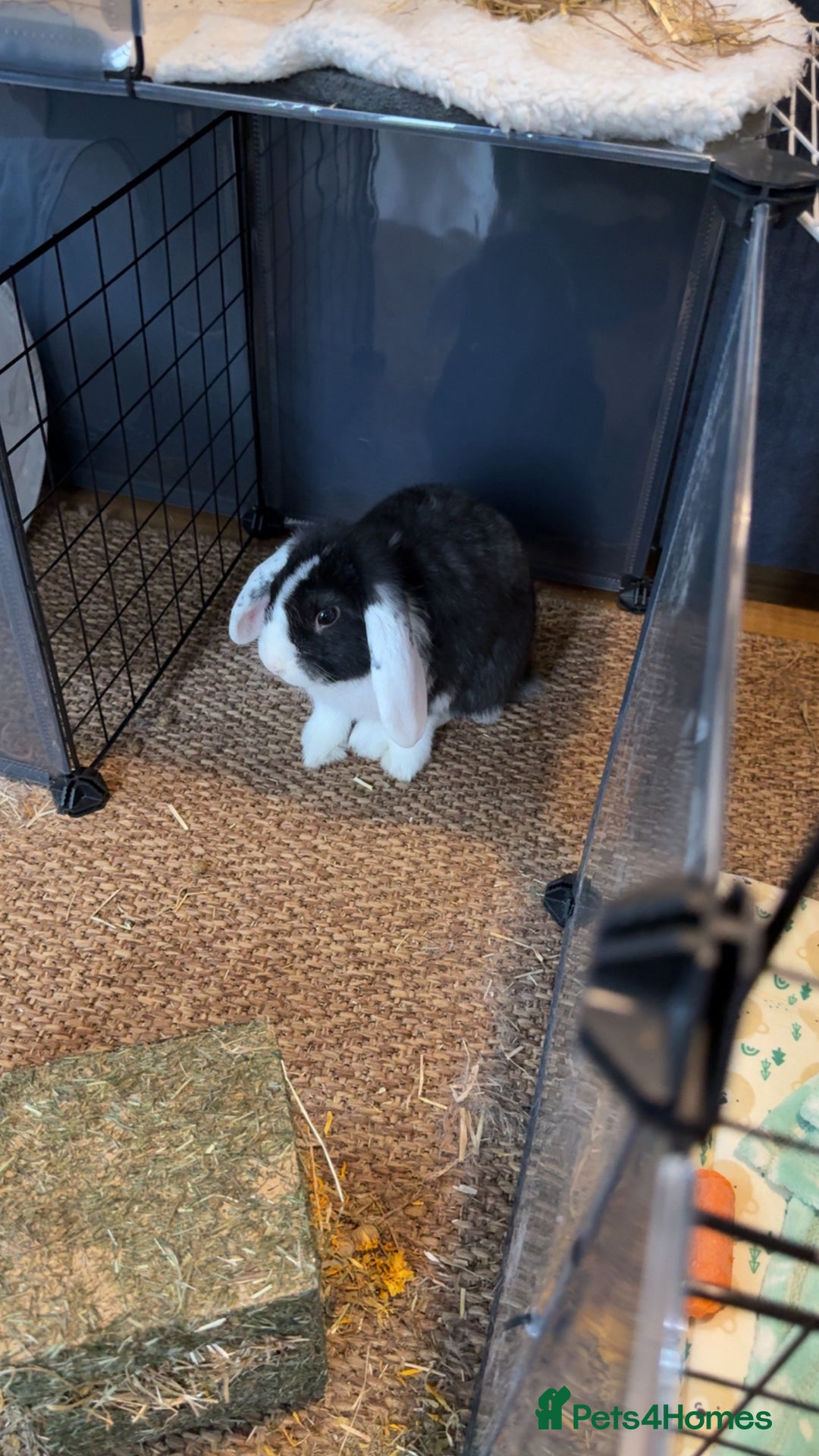 Rex rabbits for sale: 9 week old male rabbit  - Image 1