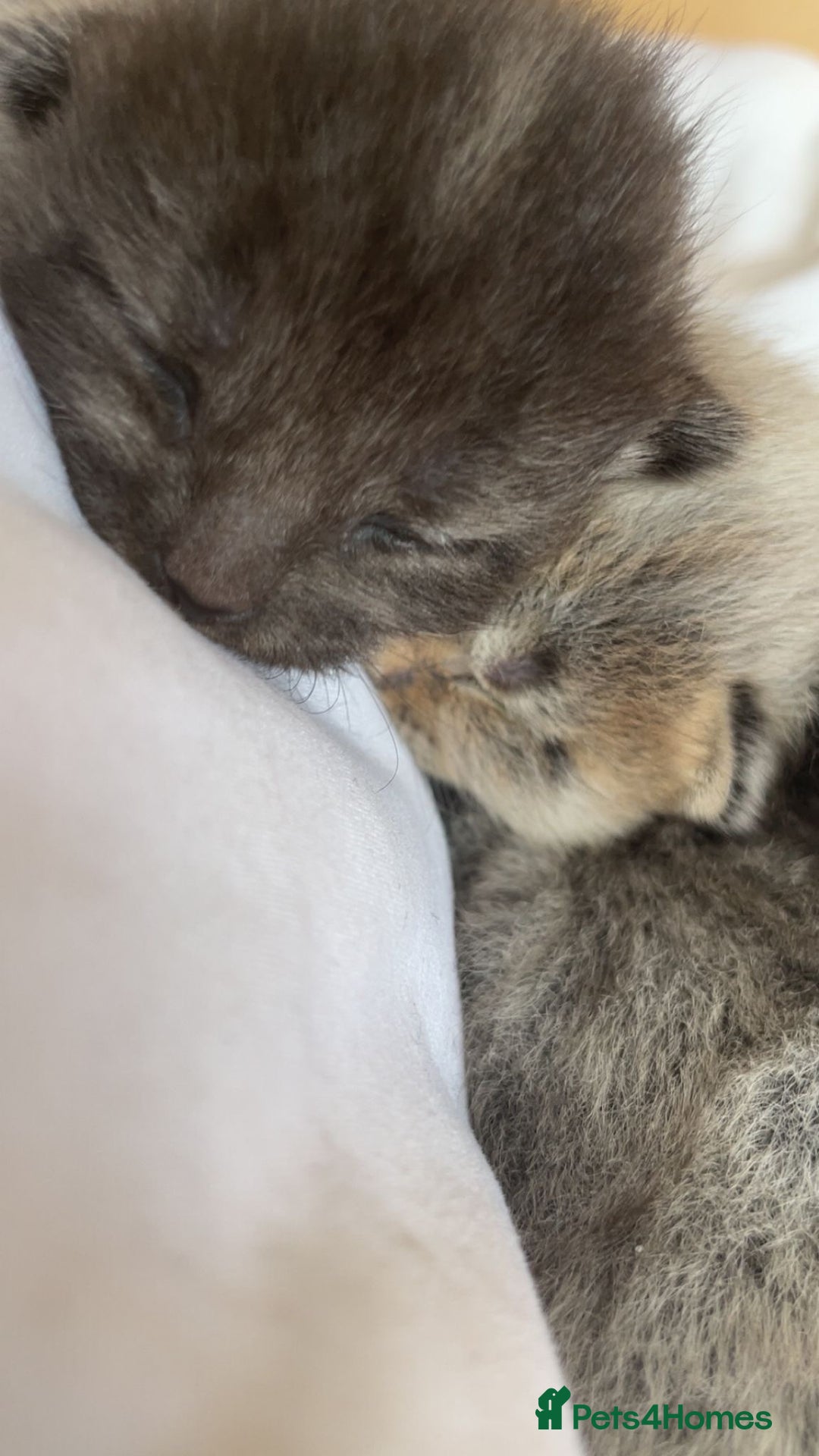 Domestic Shorthair cats for sale: 3 gorgeous kittens  - Advert 6