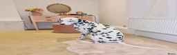 Dalmatian dogs for sale: Blue is looking for his second home *please read* in Lancaster - Advert 17