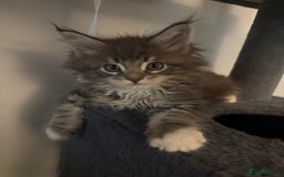 Maine Coon cats for sale: Pedigree fluffy Maine coon kittens (last3 boys) - Image 15