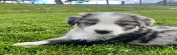 Bernese Mountain Dog dogs for sale: Beautiful Bordernese Puppies - Advert 3