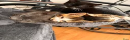 Mixed Breed cats for sale: Lovely playful kittens  - Advert 6