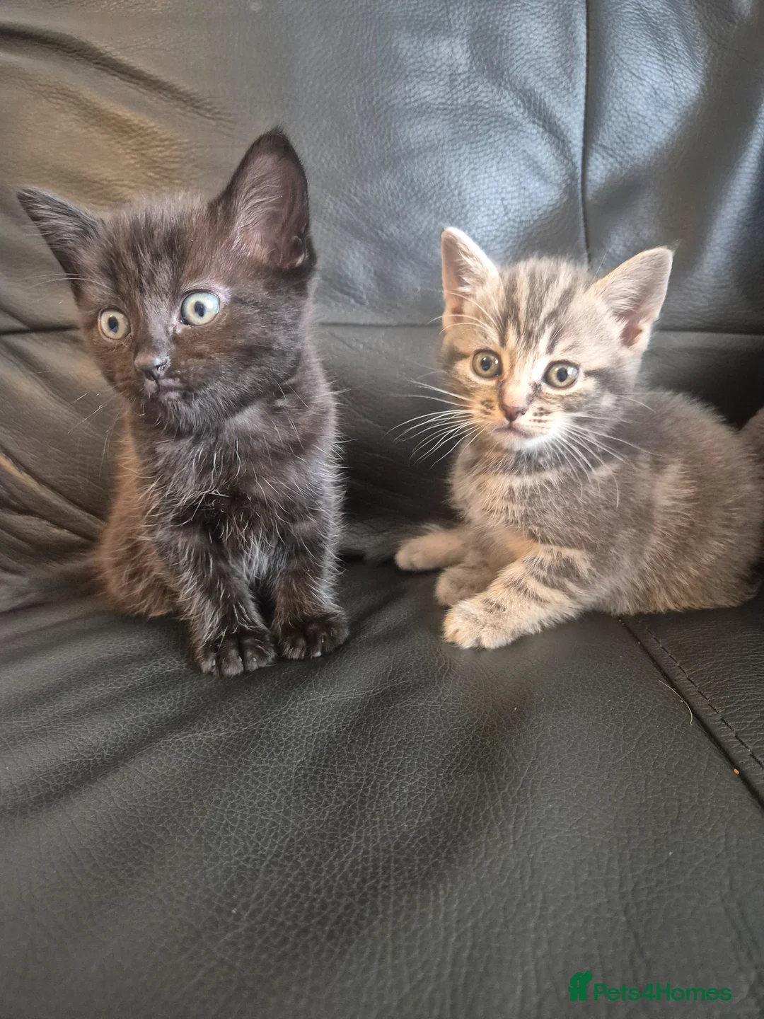 Mixed Breed cats for sale: 2 boys available now - Advert 1
