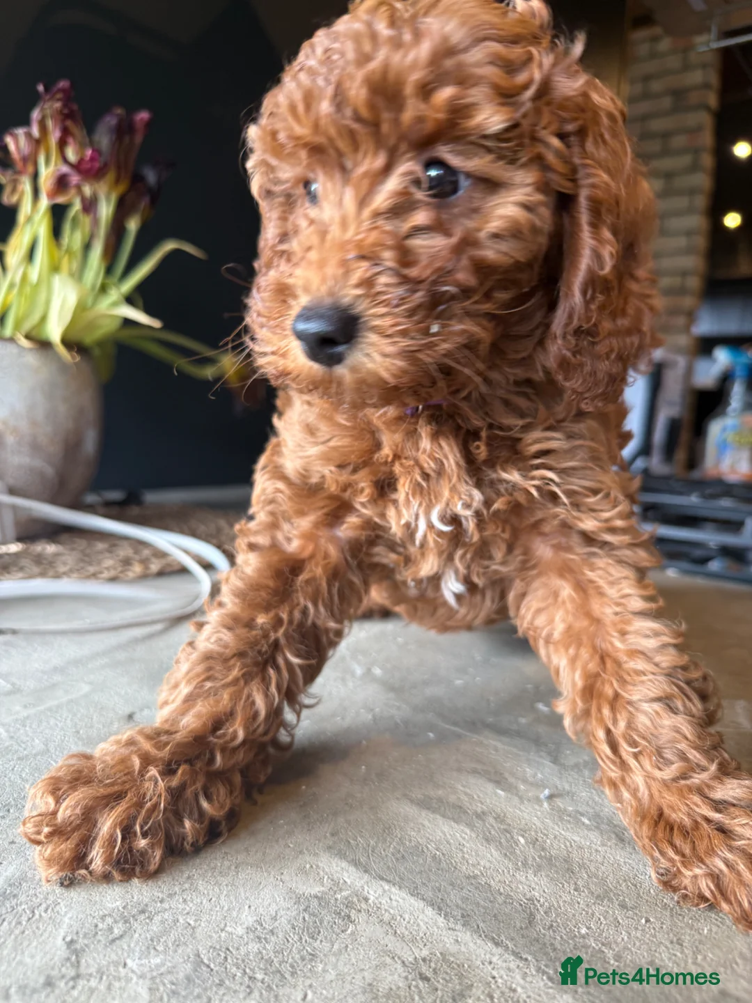 Cockapoo dogs for sale: 🐶🤎 3 cockapoo girls ready for loving home 🤎🤎 - Advert 2