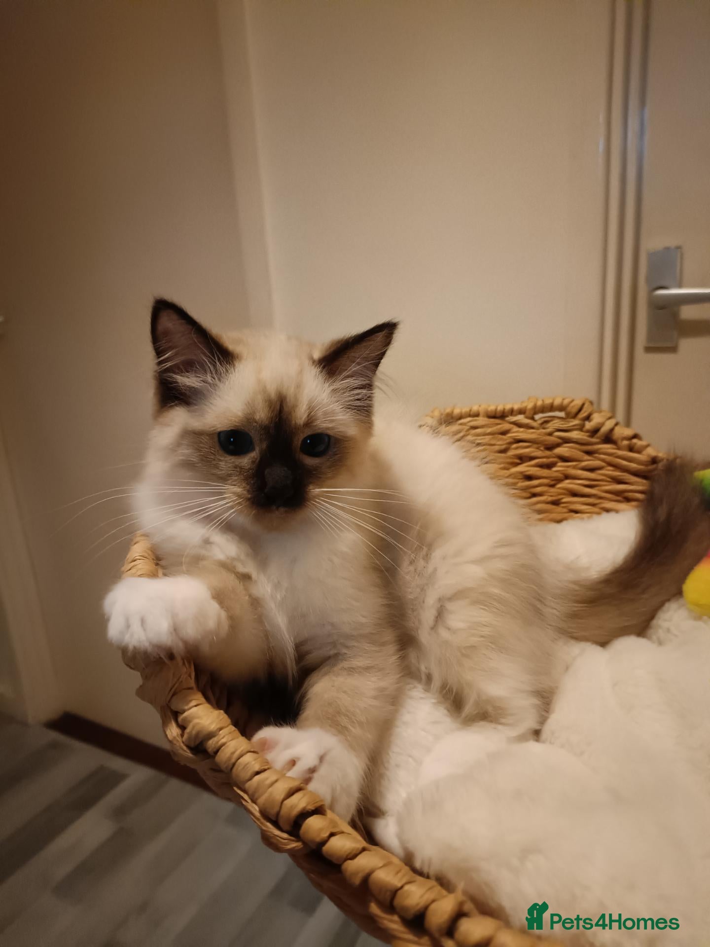 Ragdoll cats Ready active kittens Champion status Dad - Advert 18