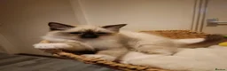 Ragdoll cats for sale: Ready active kittens Champion status Dad - Advert 5