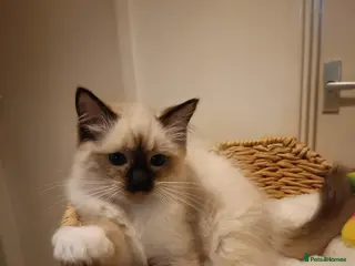 Ragdoll cats Ready active kittens Champion status Dad - Advert 18